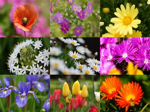 花