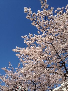 桜 桜